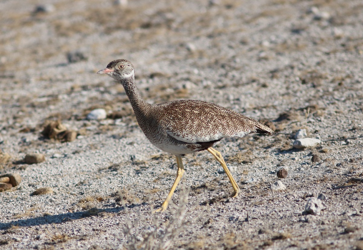 Белокрылый корхан - ML651283327