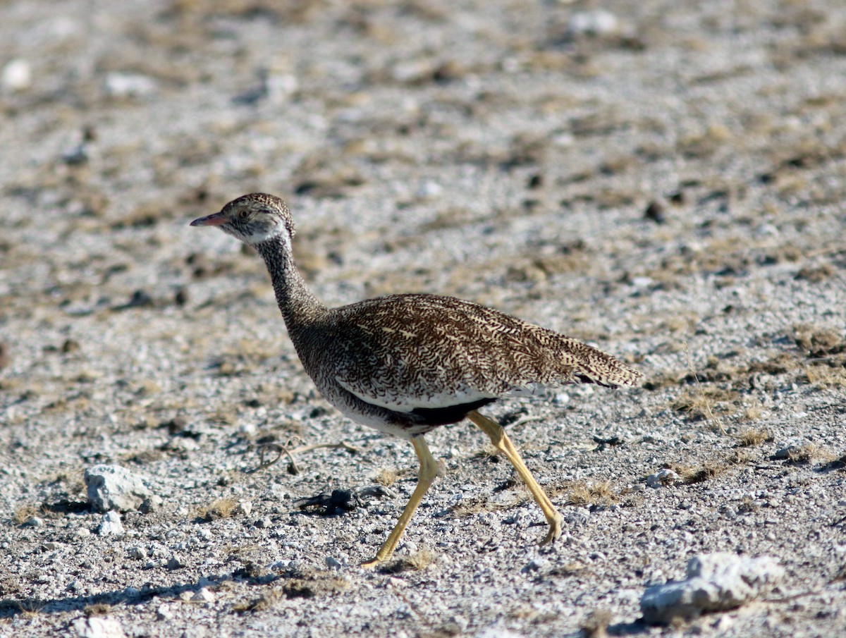 Белокрылый корхан - ML651283369