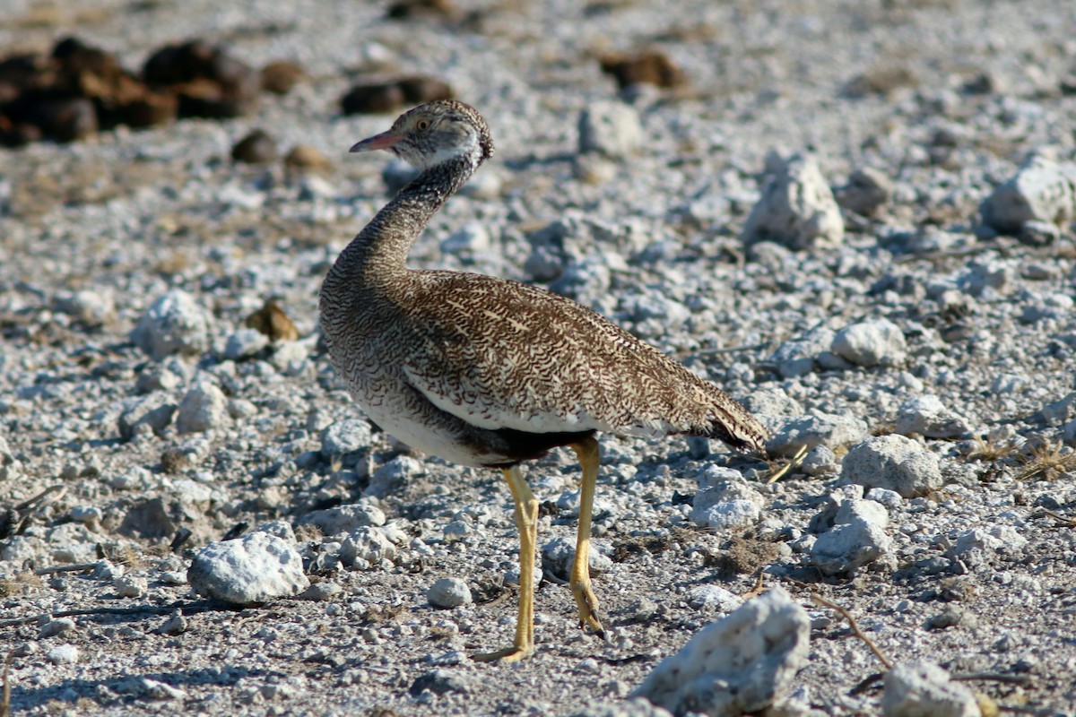 Белокрылый корхан - ML651283396