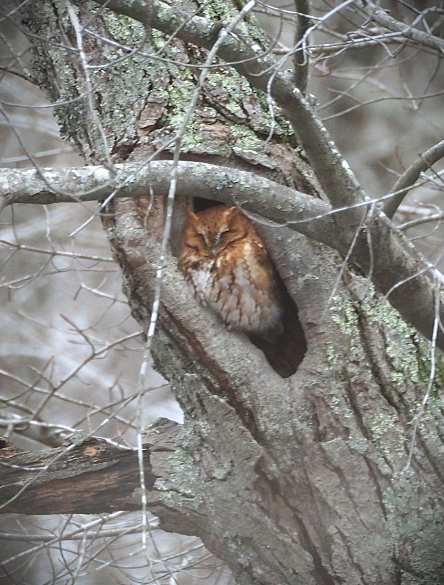 Eastern Screech-Owl - ML651283594