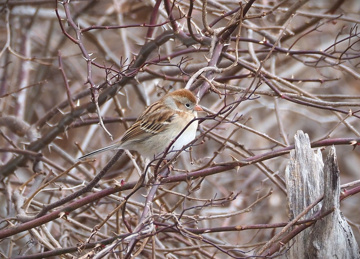 Field Sparrow - ML651283615