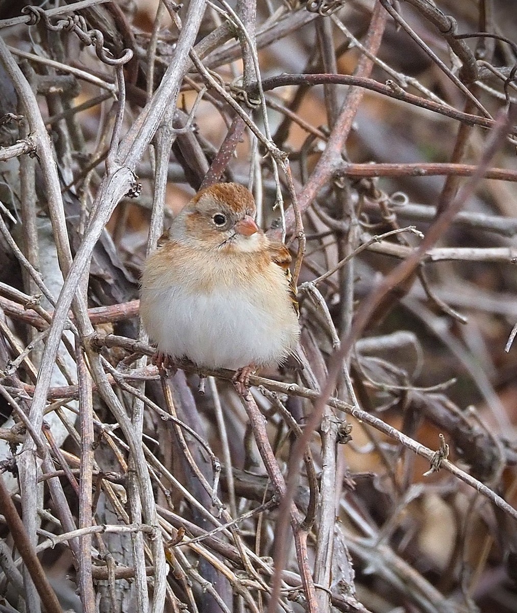 Field Sparrow - ML651283616
