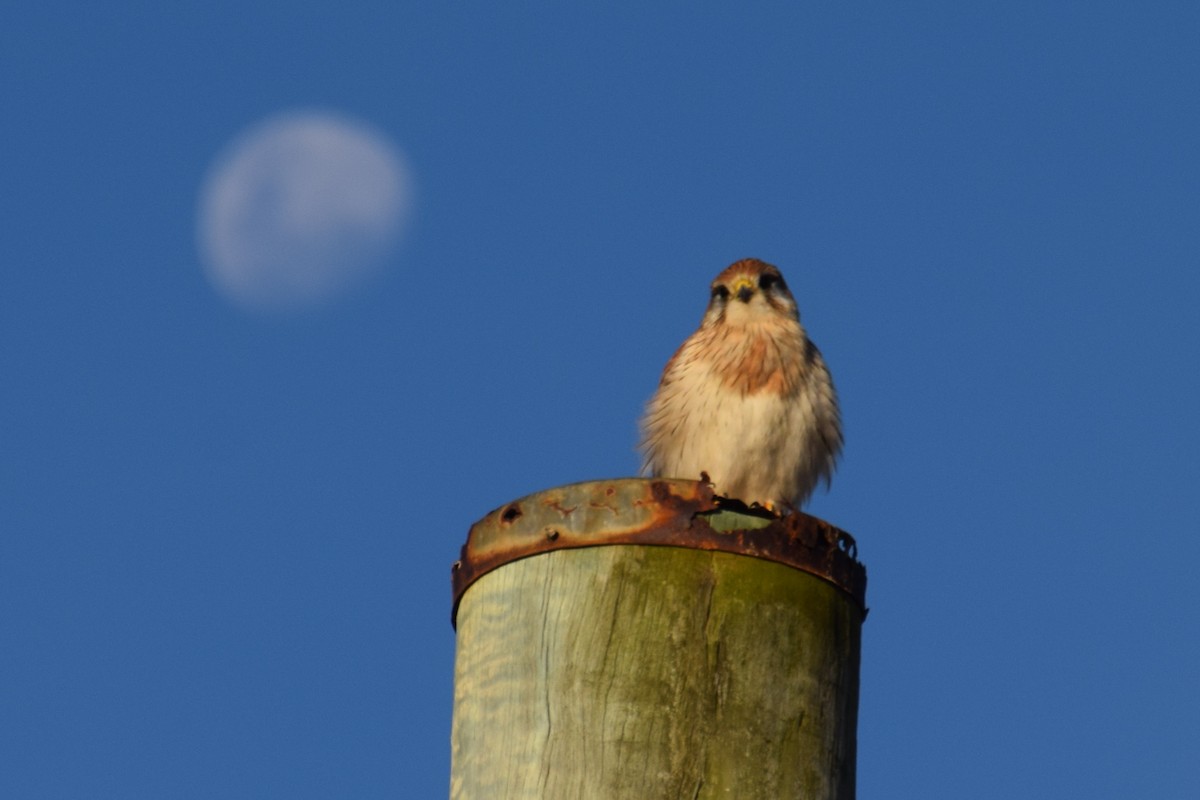 Nankeen Kestrel - ML65128371