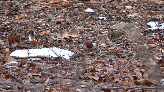 Red-headed Woodpecker - ML651284441