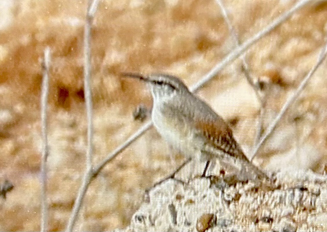 steinursmett - ML651284798