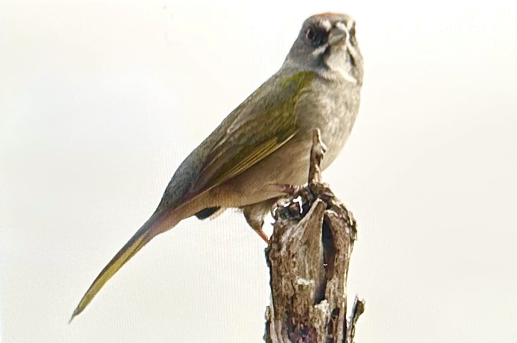 grønntovi - ML651284812