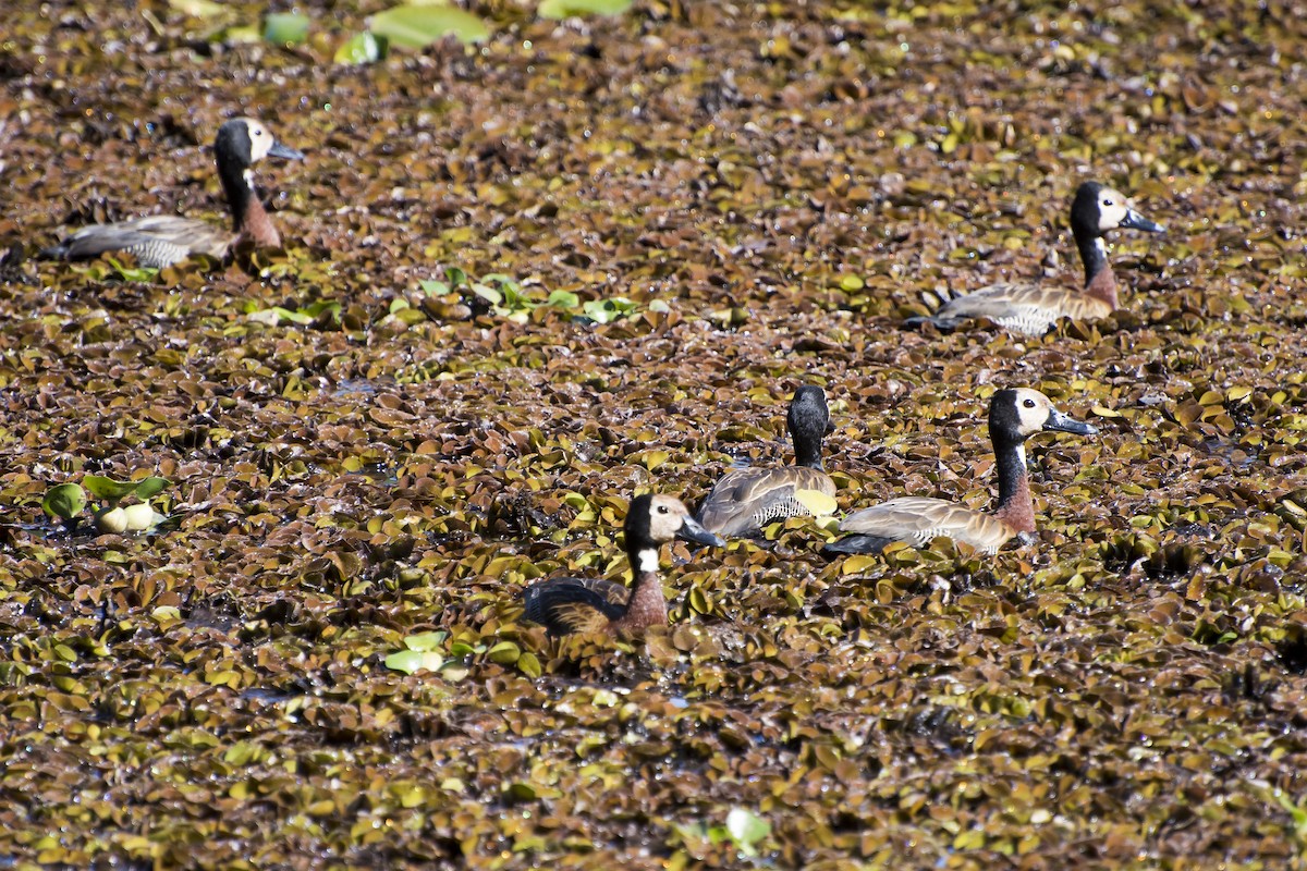 White-faced Whistling-Duck - ML65128511