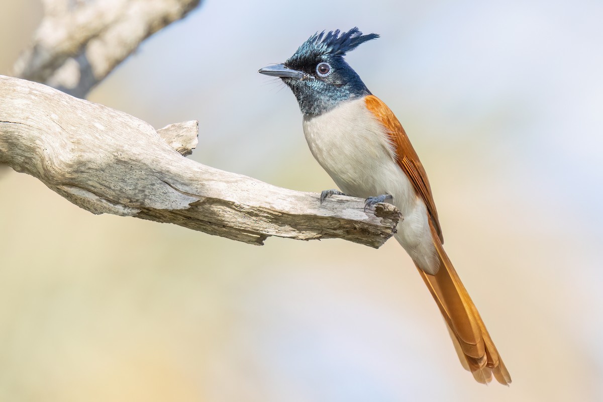 Indian Paradise-Flycatcher - ML651285257