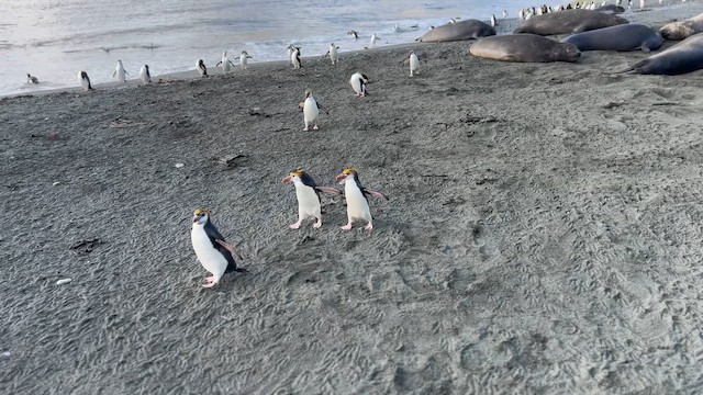 ロイヤルペンギン - ML651285607