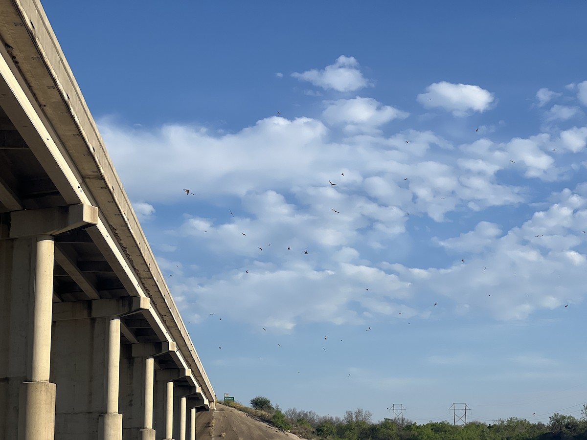 サンショクツバメ - ML651285865