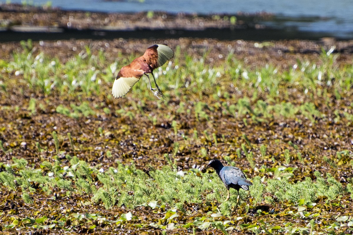 Purple Gallinule - Luiz Carlos Ramassotti