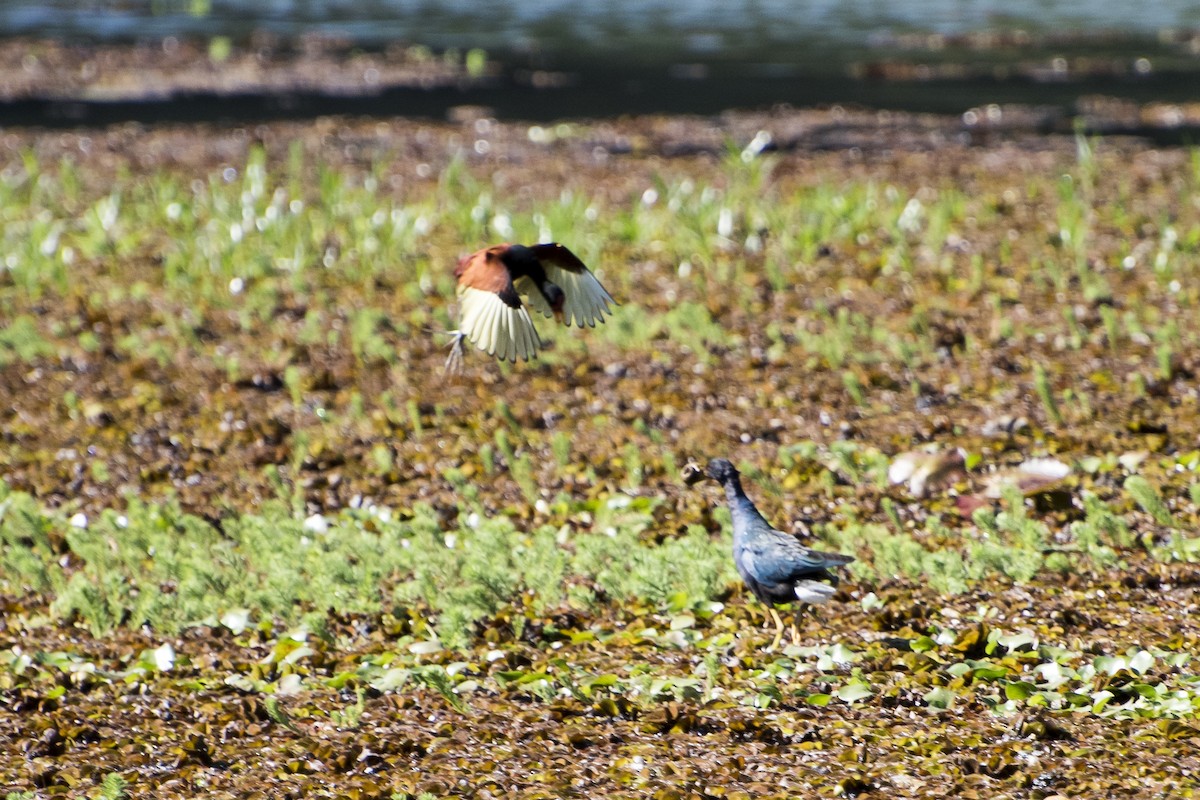 Purple Gallinule - Luiz Carlos Ramassotti