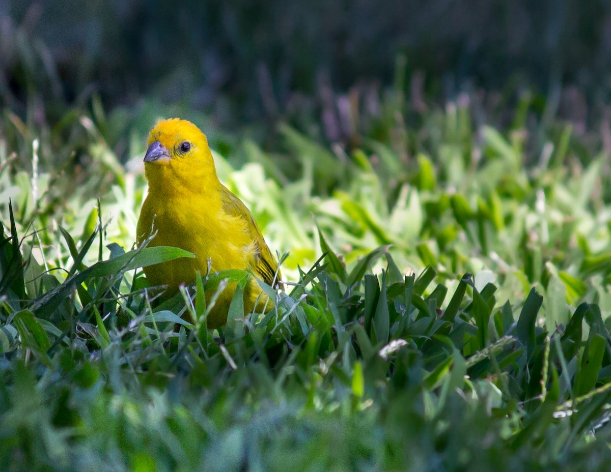 Saffron Finch - ML65128671