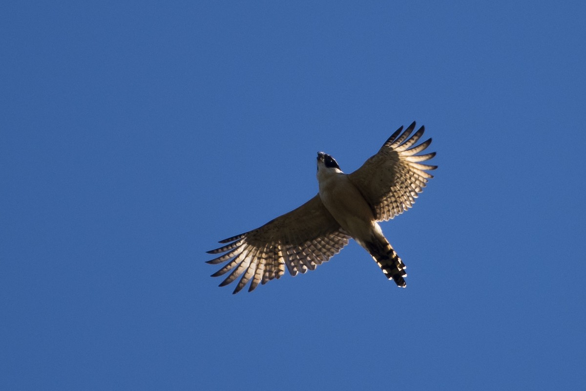 Laughing Falcon - ML65128731