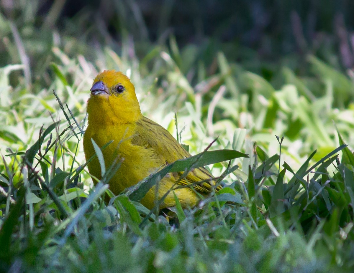 Saffron Finch - ML65128751