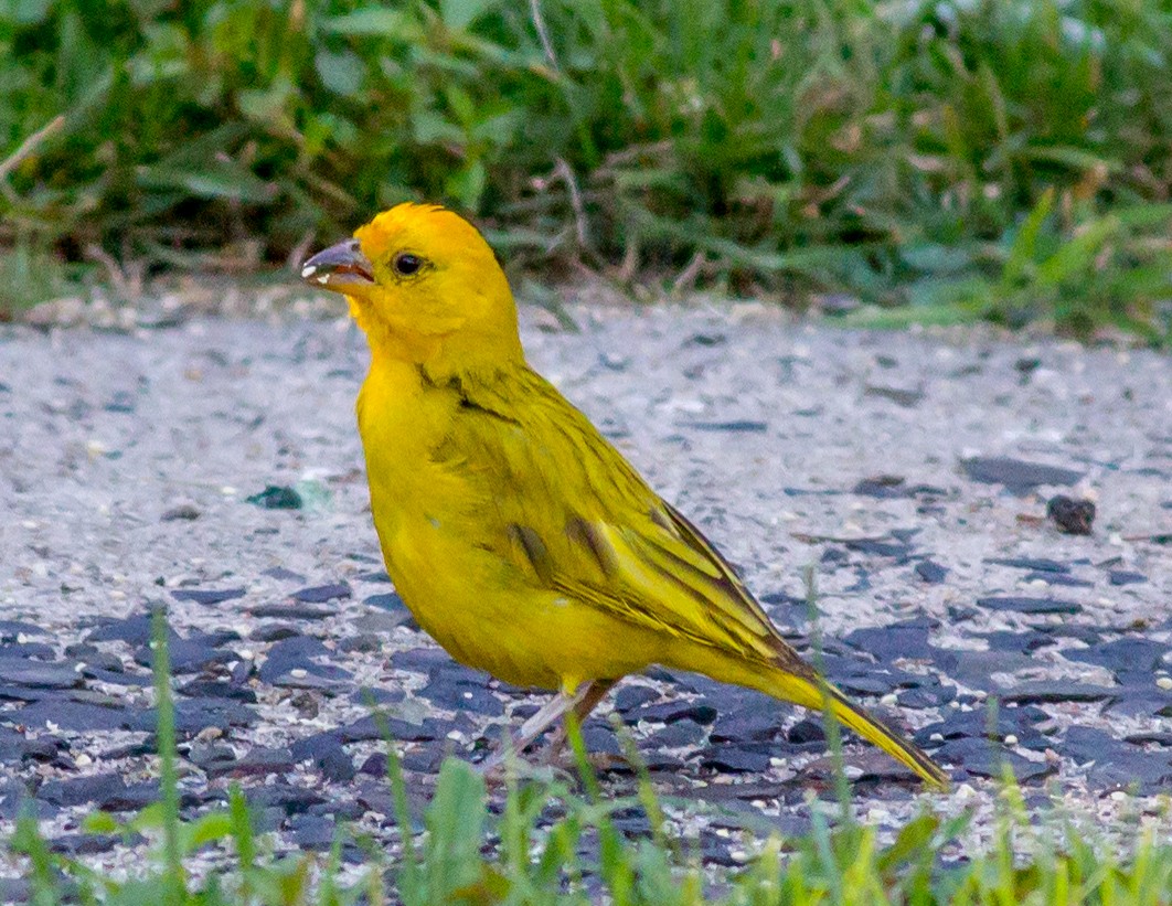 Saffron Finch - ML65128771