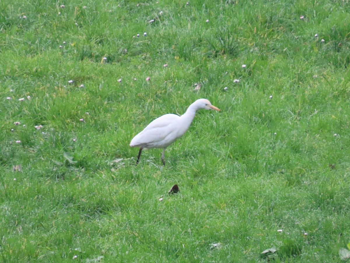 Kuhreiher - ML651288397