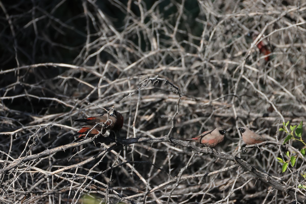 Black-faced Waxbill - ML651288658