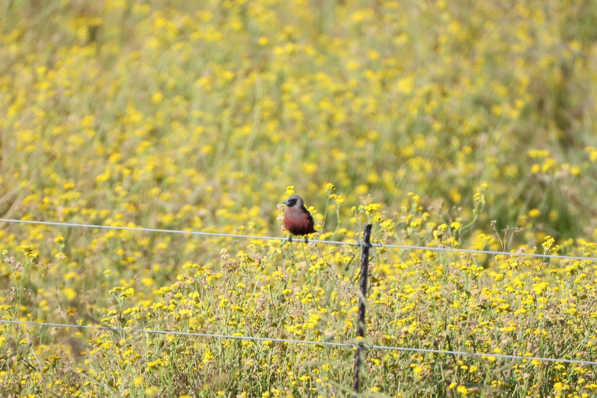 Black-faced Waxbill - ML651288715