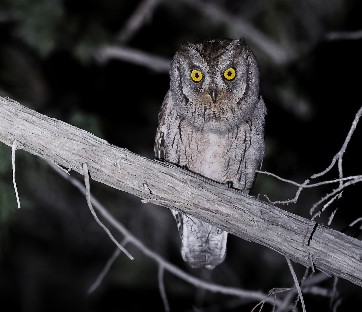Arabian Scops-Owl - ML651288839