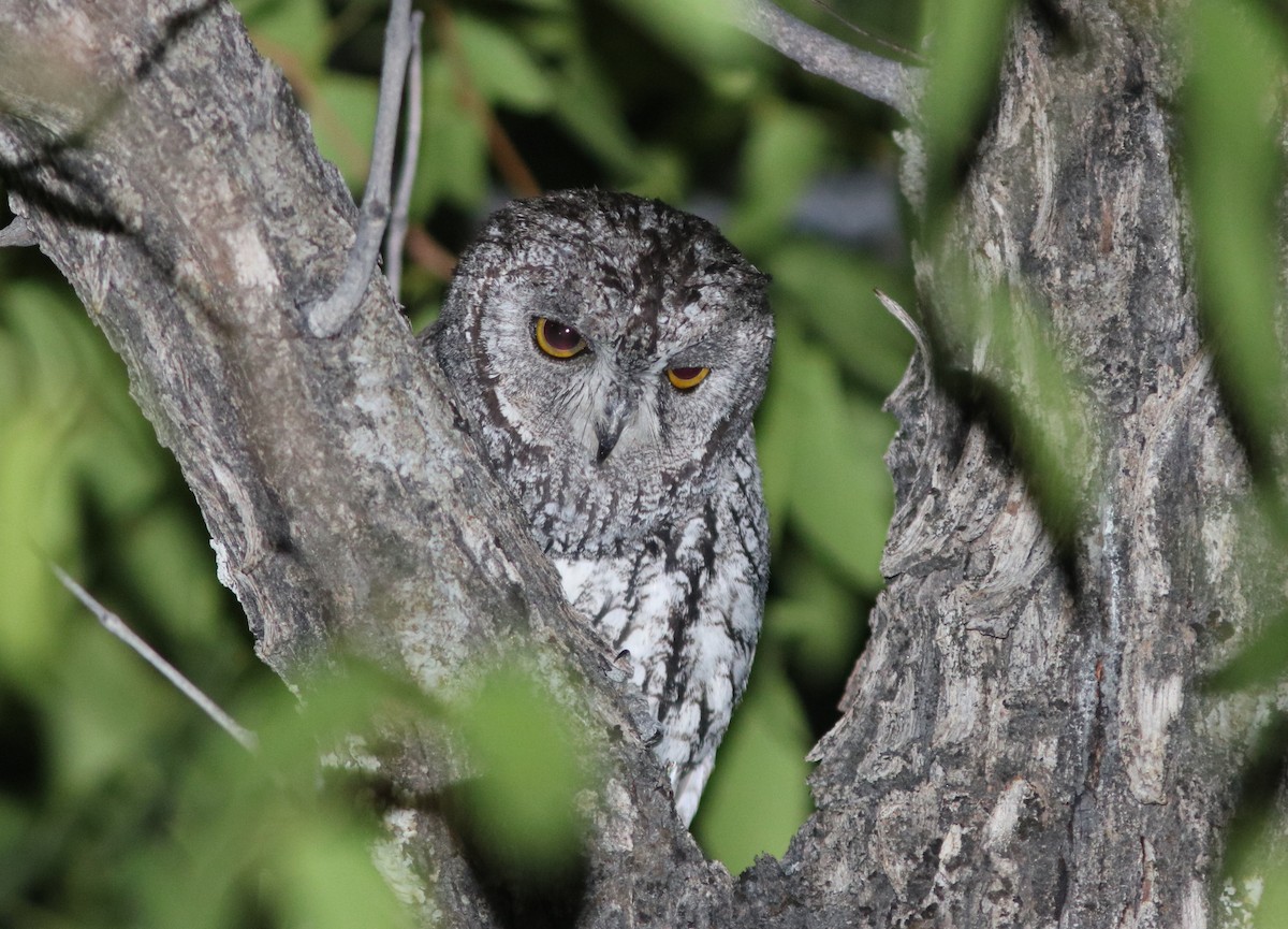 Африканская сплюшка - ML651288947