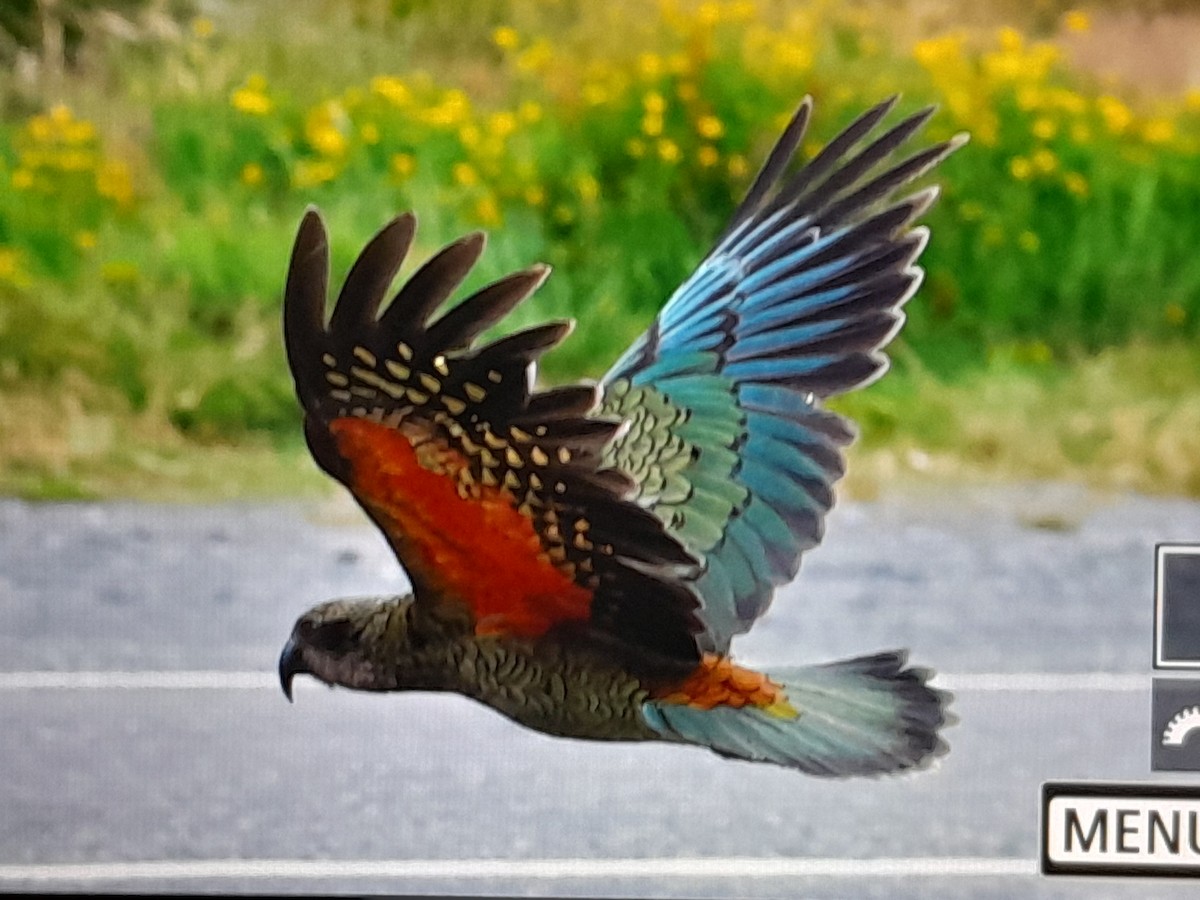 Кеа - ML651289182