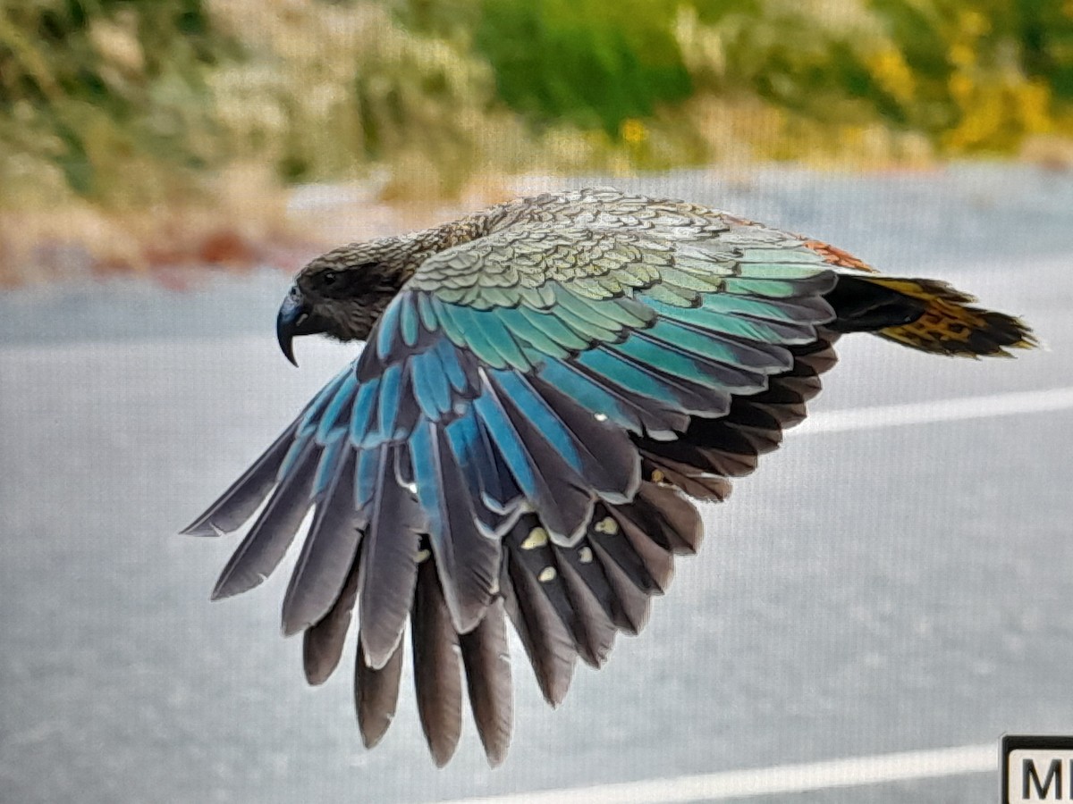 Кеа - ML651289203