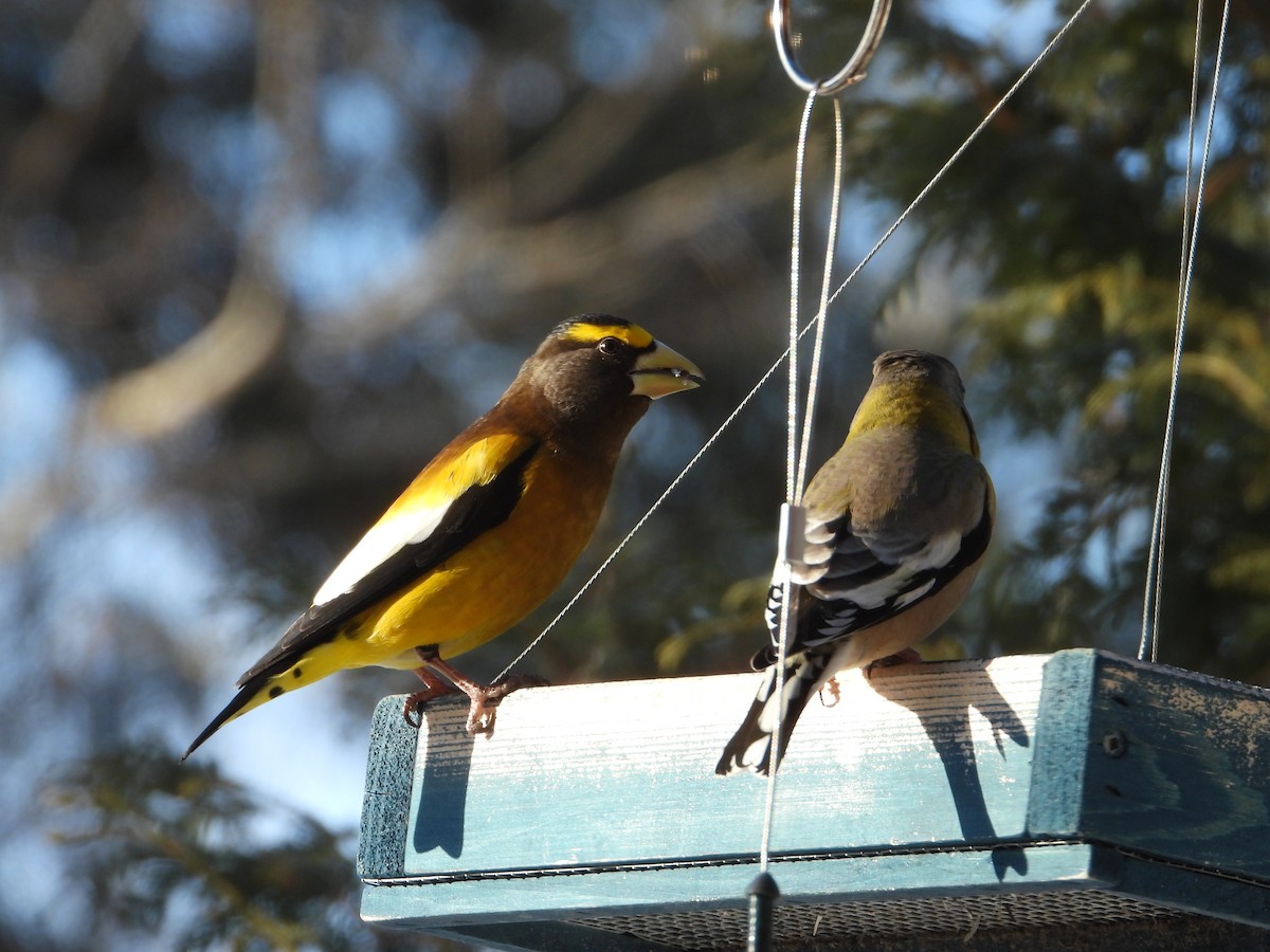 eBird Checklist - 19 Feb 2026 - Domaine Air-Pur Val-David - 12 species