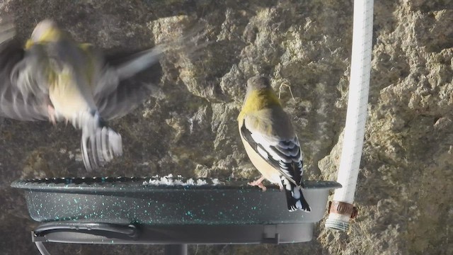 Evening Grosbeak - ML651289637