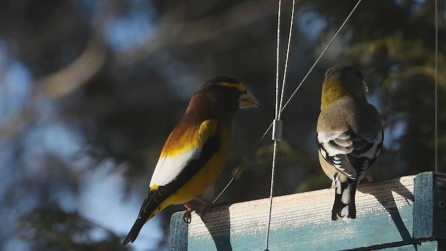 Evening Grosbeak - ML651289639