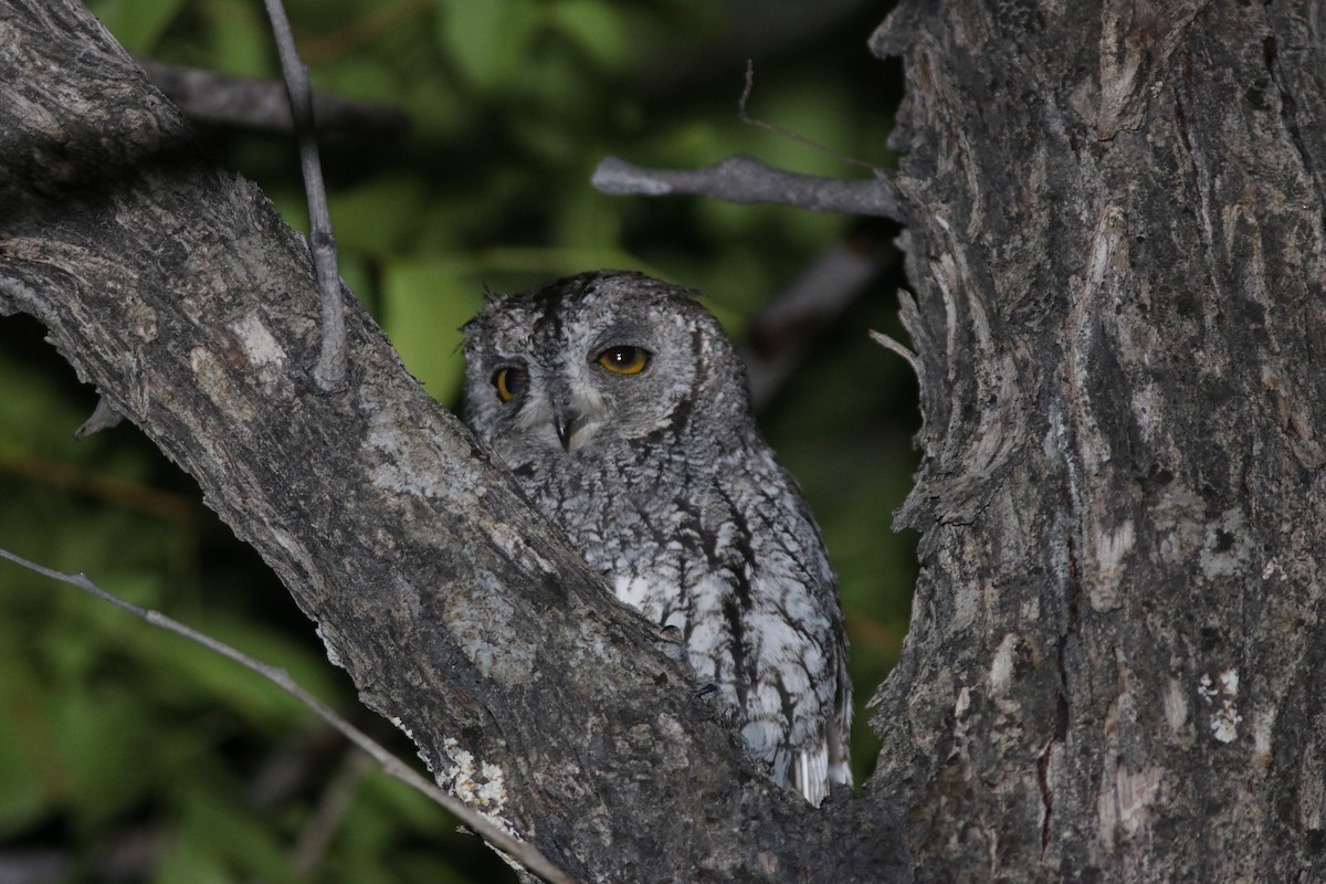 Африканская сплюшка - ML651289901