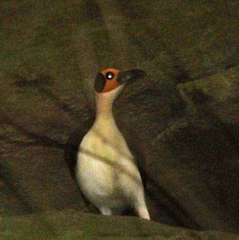 White-necked Rockfowl - ML651289998