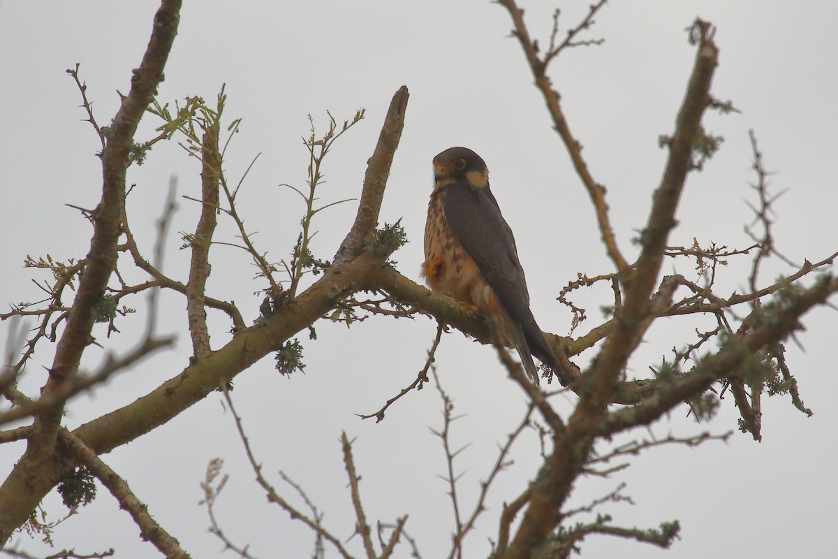 African Hobby - ML651290256