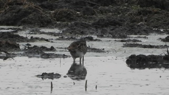 Pantanal Snipe - ML651292421