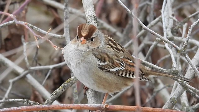 White-crowned Sparrow - ML651292491