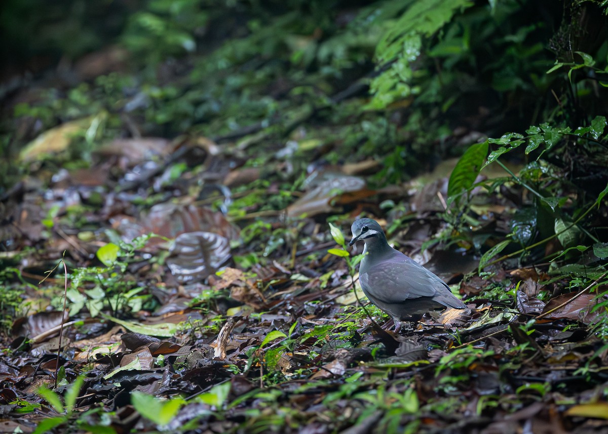 Purplish-backed Quail-Dove - ML651292758