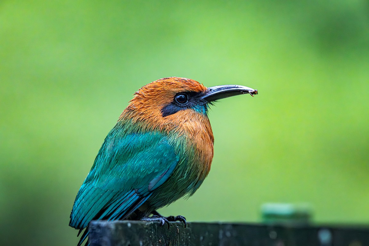 Broad-billed Motmot - ML651292802