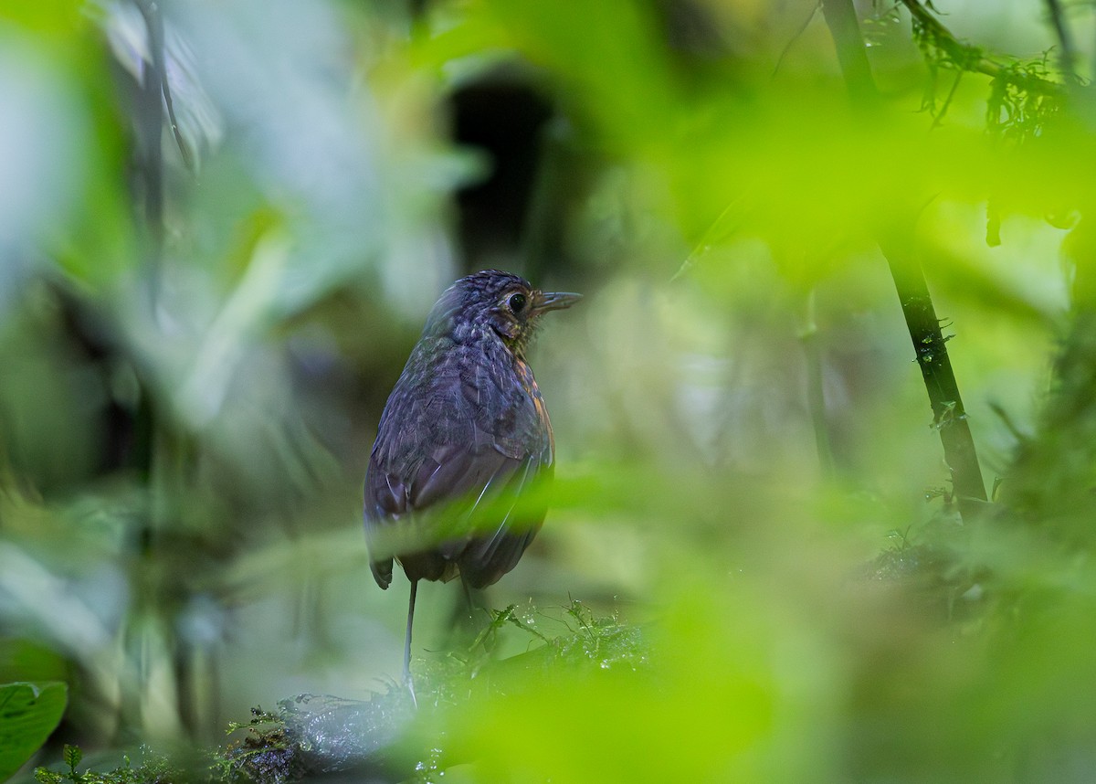 Scaled Antpitta - ML651292813