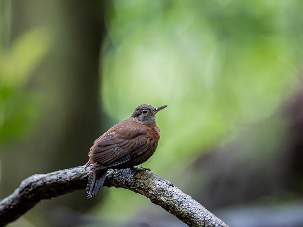 Gray-throated Leaftosser - ML651292845