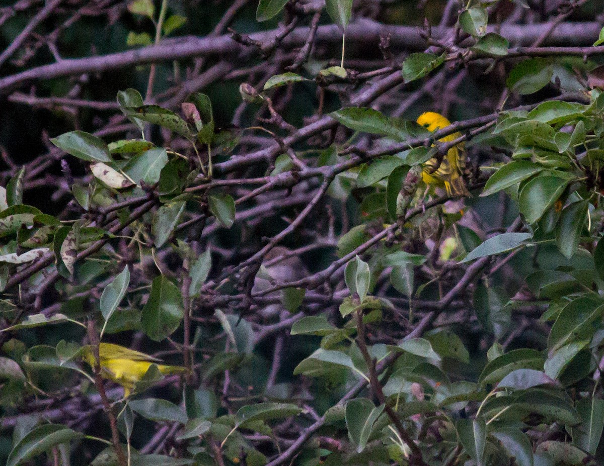 Saffron Finch - ML65129301