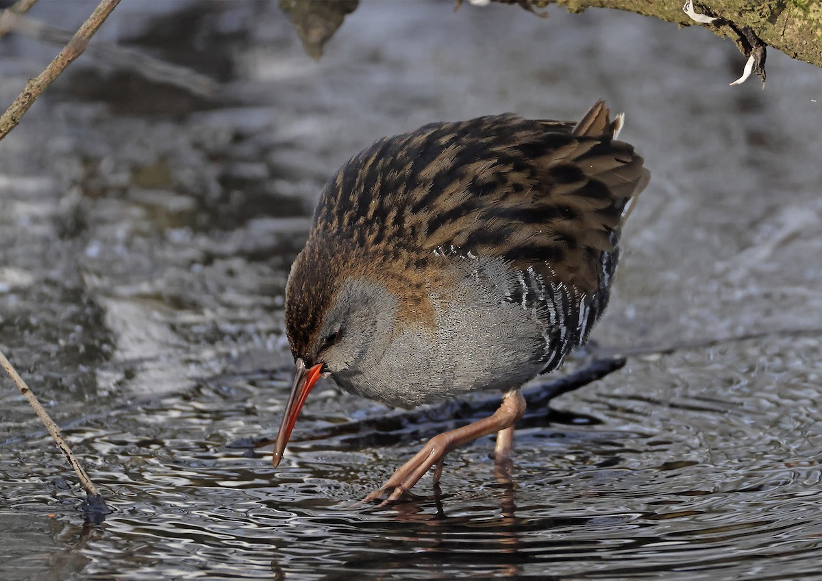 西方秧雞 - ML651293079