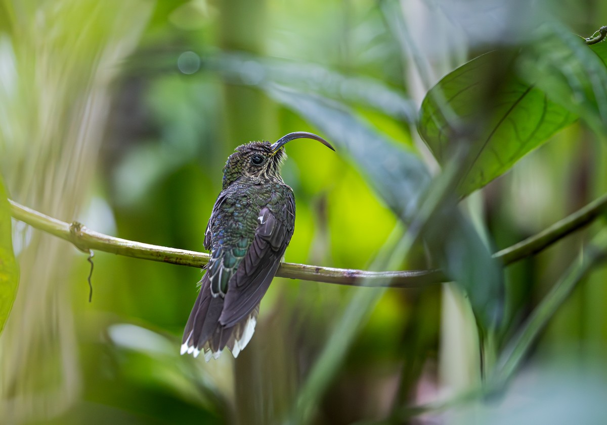 White-tipped Sicklebill - ML651293119