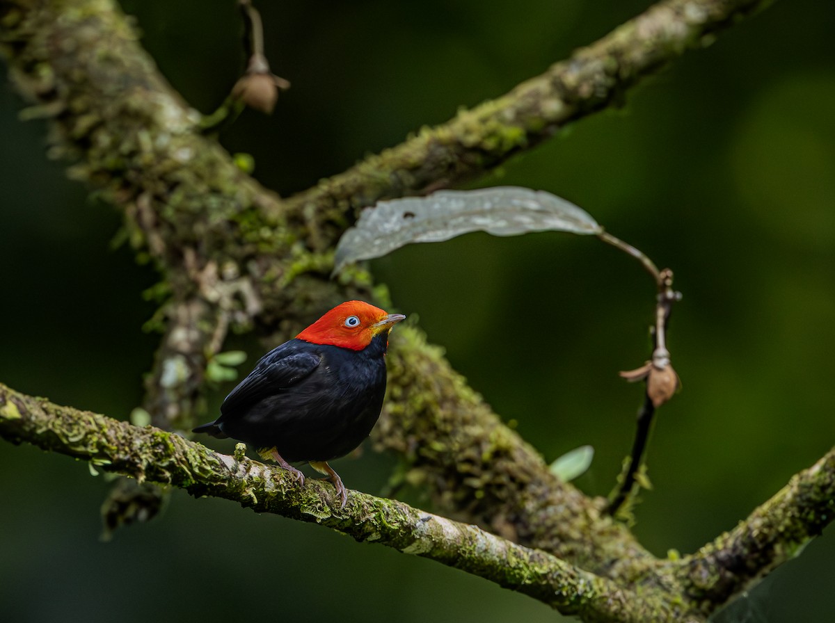 Red-capped Manakin - ML651293142