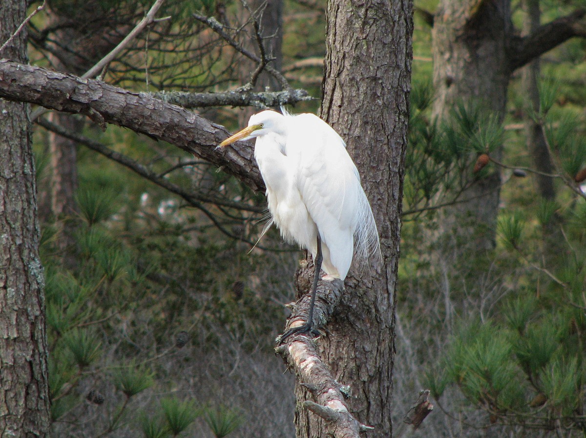 Silberreiher - ML651293207