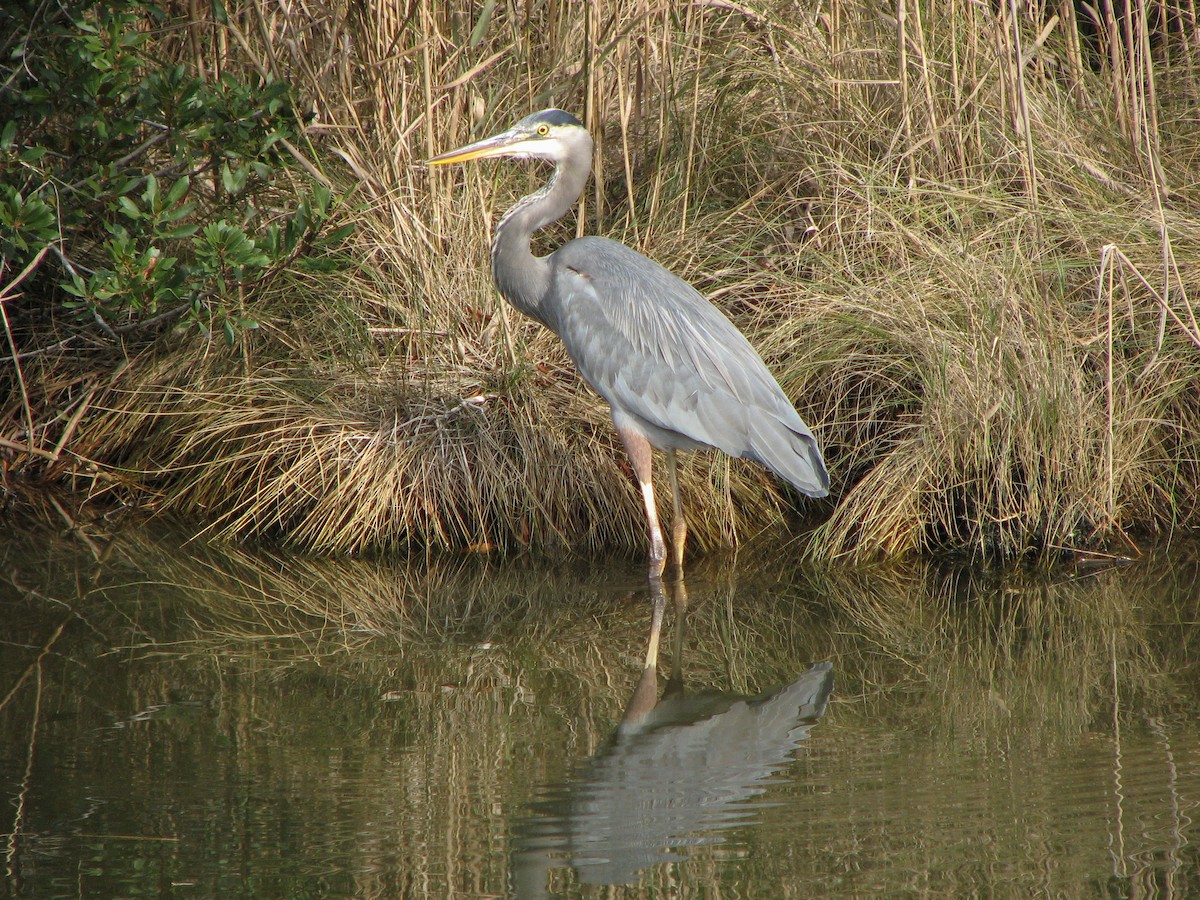 Kanadareiher - ML651293212