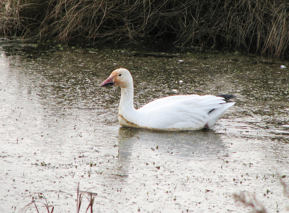 Schneegans - ML651293249