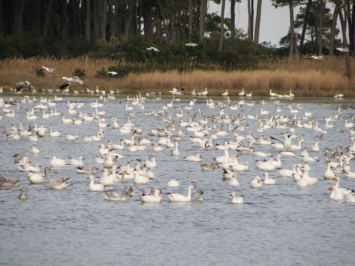 Schneegans - ML651293250