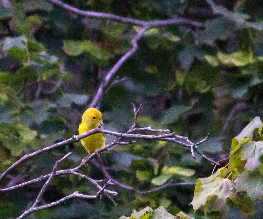 Saffron Finch - ML65129331