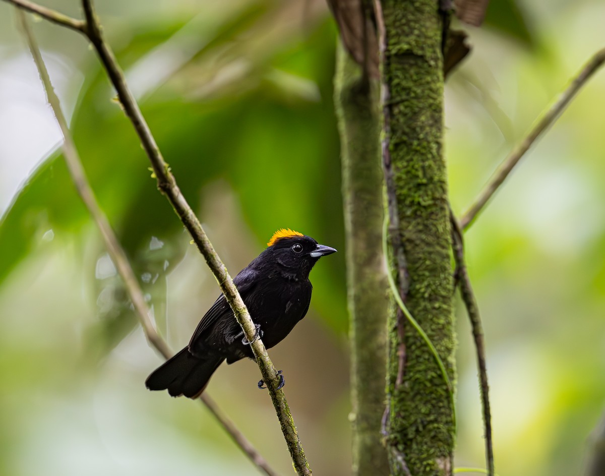 Tawny-crested Tanager - ML651293376