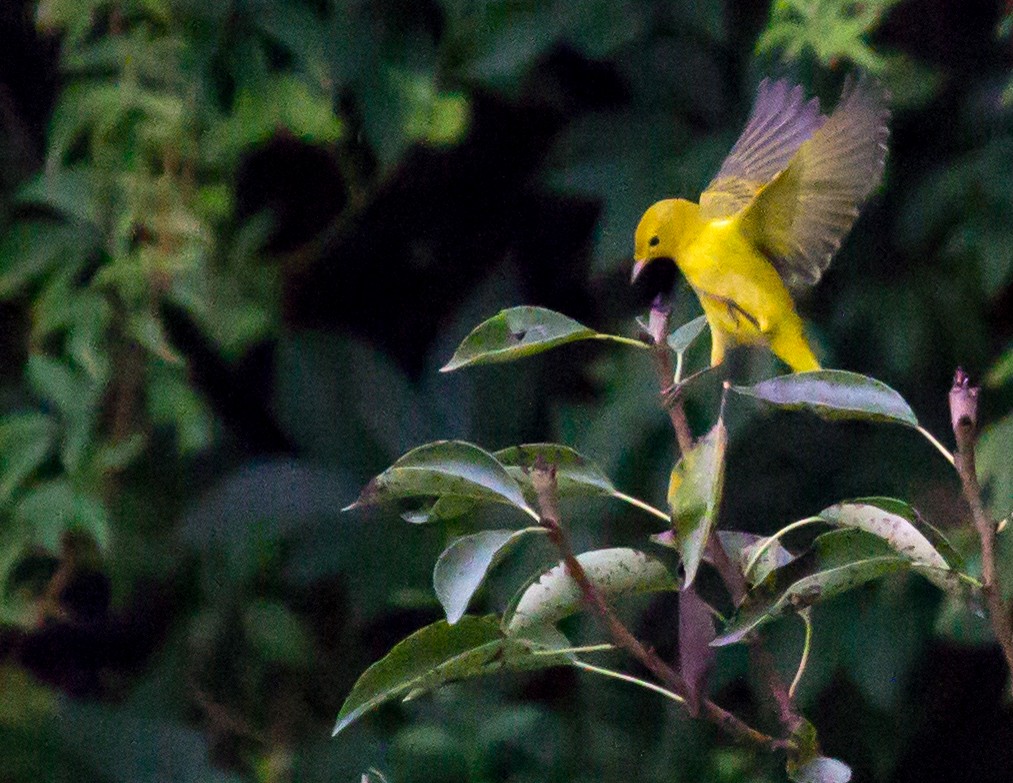 Saffron Finch - ML65129381